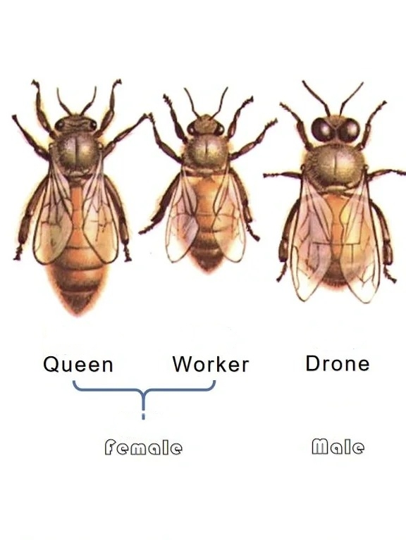 Understanding Bee Biology