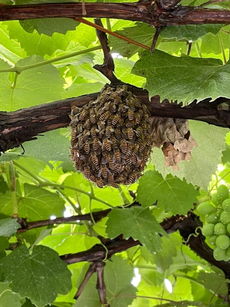 Healthy Beehive