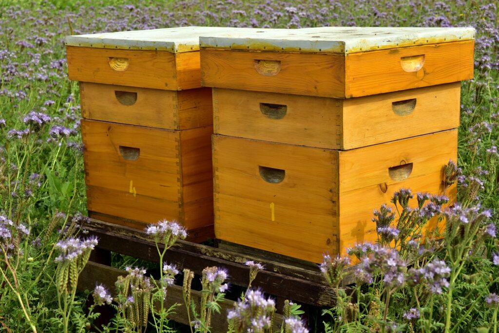 Beehive Boxes