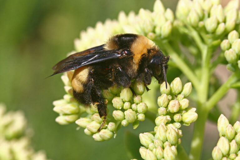 Types of Bees: Your Ultimate Guide to Honey, Bumble & More🐝